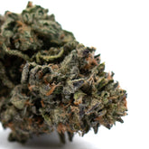 Dense indoor THCA flower with vibrant green, purple, orange hues, frosty trichomes
